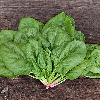 225, Organic Spinach Seeds, APPR. Butterflay Spinach, Heirloom Vegetable Seeds, Certified Organic, Non GMO, Non Hybrid