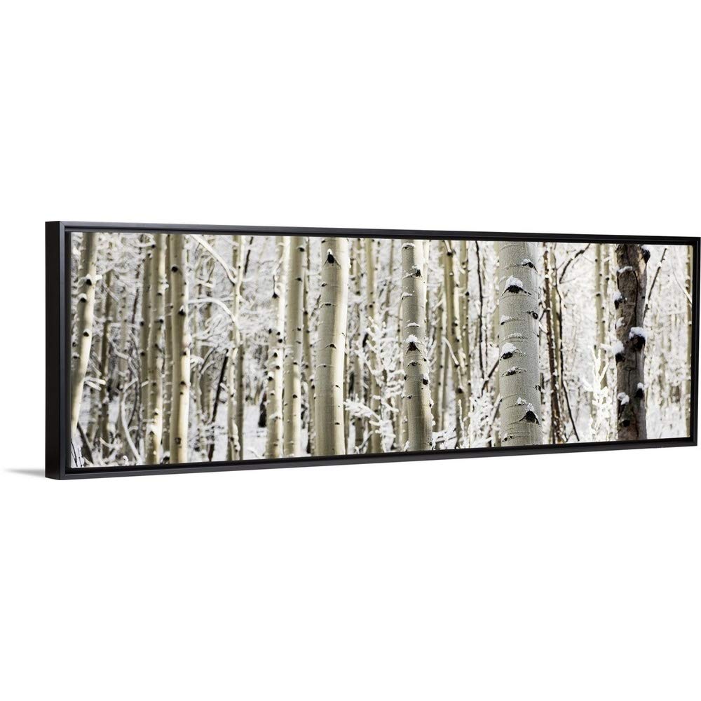 Snowy Birch Trees in a Forest, Aspen, Black Float Frame Canvas Art, Tree Artwork