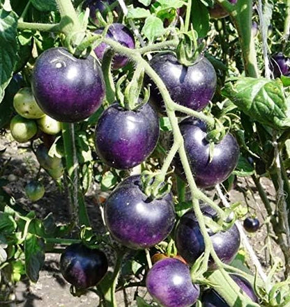 NIKA SEEDS 20 Seeds Tomato Indigo Rose Seeds