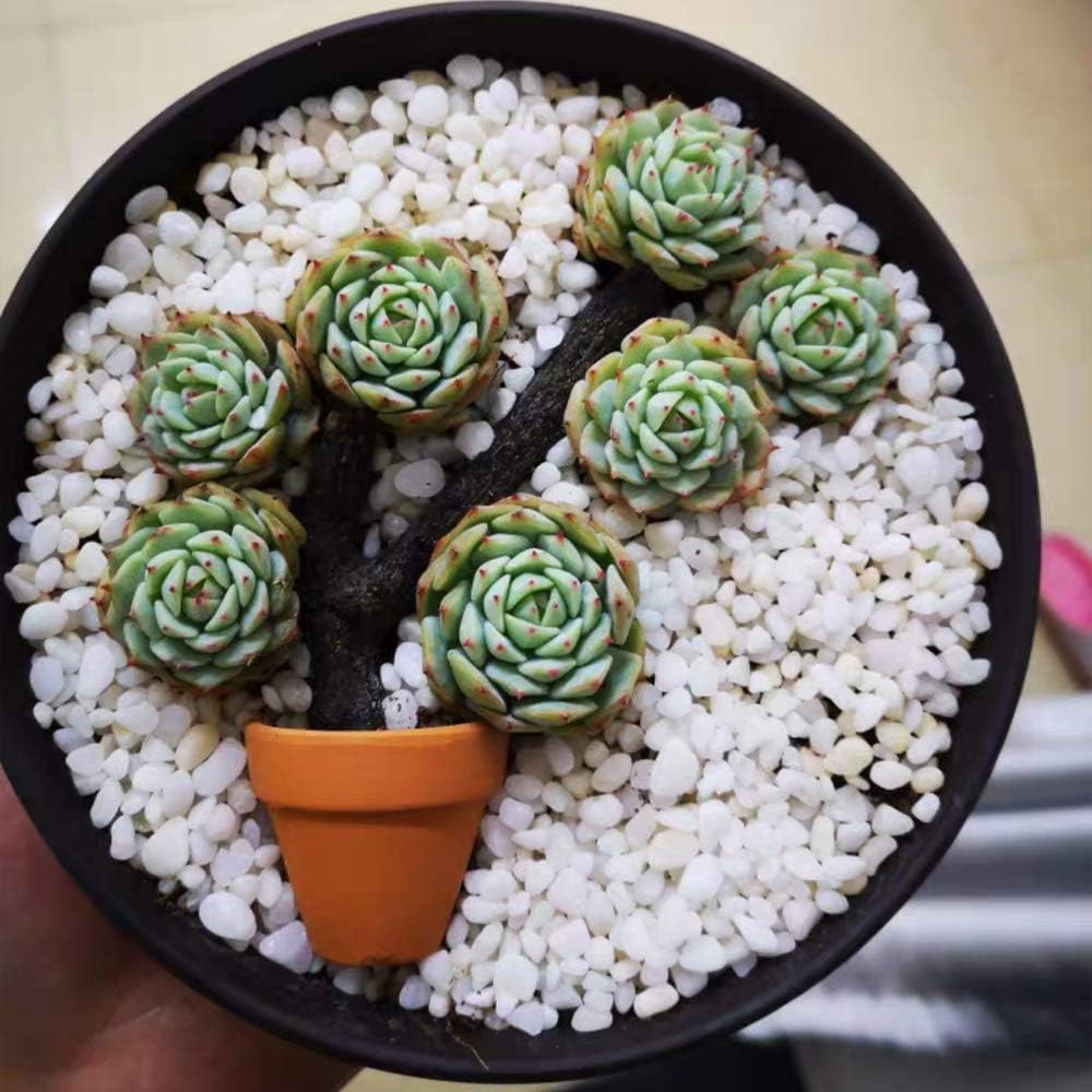 Yishang Mini Terracotta Pots with Drainage Holes - 1.5 Inches Tiny Clay Nursery Pots for Indoor/Outdoor Mini Plants (10