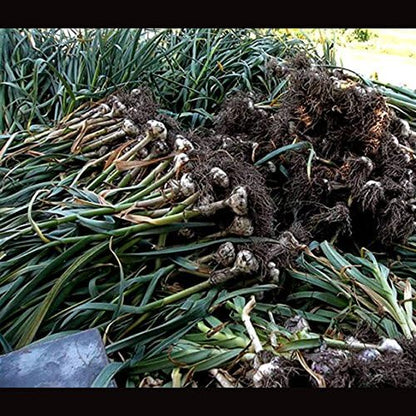 Fresh garlic Bulbs 4 Bulbs Gourmet Chesnok Red Garlic Hard Neck - - Garlic To Plant For Fall Planting - Non-GMO Organic