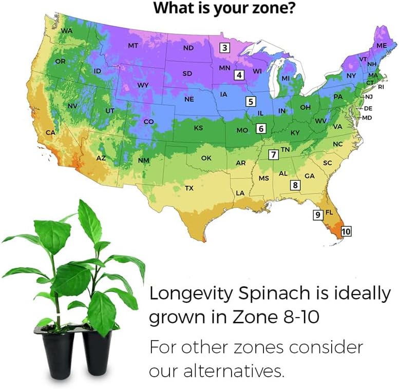 (4 Pack) Longevity Spinach Plant | Real Live Vegetable Plant for Sale | Nutrient-Rich Superfood | Easy to Grow Live