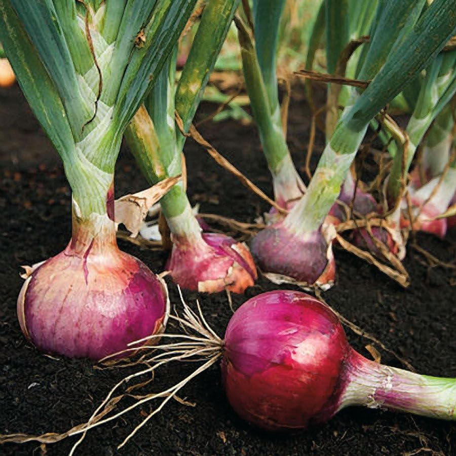 3 Sets (Bulbs) 1 (~100 Sets) 2026 TomorrowSeeds - Colors Mix Onion - Pound - Fresh Crop, Stored Cold, for Planting