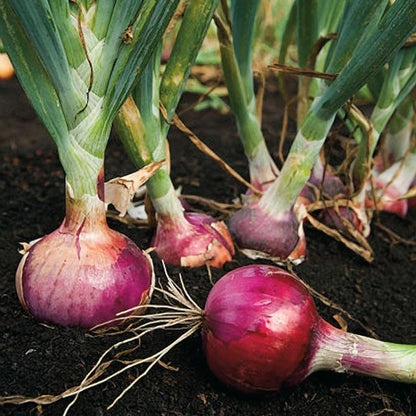 3 Sets (Bulbs) 1 (~100 Sets) 2026 TomorrowSeeds - Colors Mix Onion - Pound - Fresh Crop, Stored Cold, for Planting