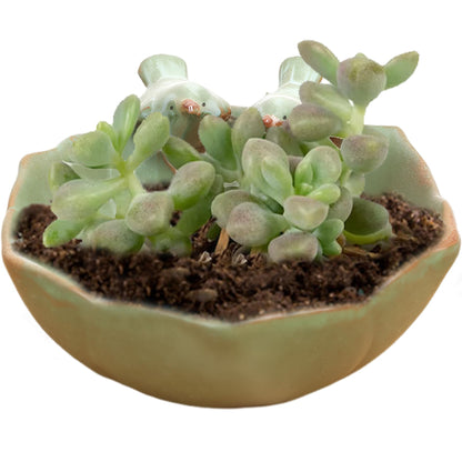 Meyrwoy Suculentas Pot with 2 Adorable Birds Planter DIY Flower Planting Garden Pots Ceramic Round Hollow Planter for Home Indoor Outdoor Garden Decor, Flower Pots