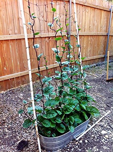 Harley Seeds 30 Malabar Red Stem Spinach Seeds Herb Heirloom Non-GMO Phooi Leaf, Red Vine, Alugbati, Vietnamese, from