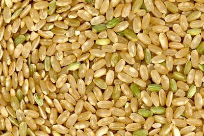 Seedville 100 Long Grain Brown White Rice Oryza Sativa Vegetable Seeds