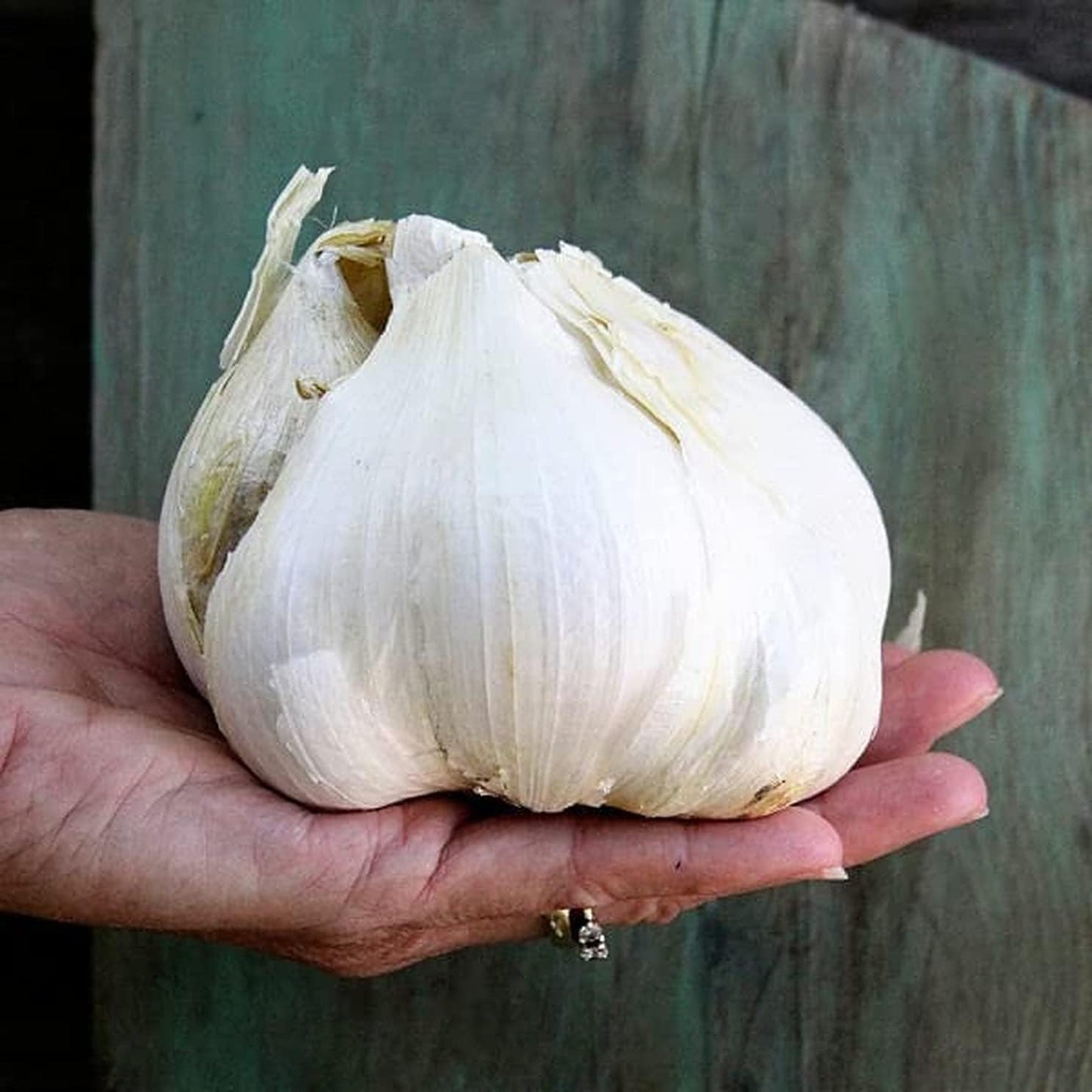 Generic 1 Elephant Garlic Tubers for Fall Planting Outdoors - Pound Garlic - Planting Ornaments Perennial Garden Simple