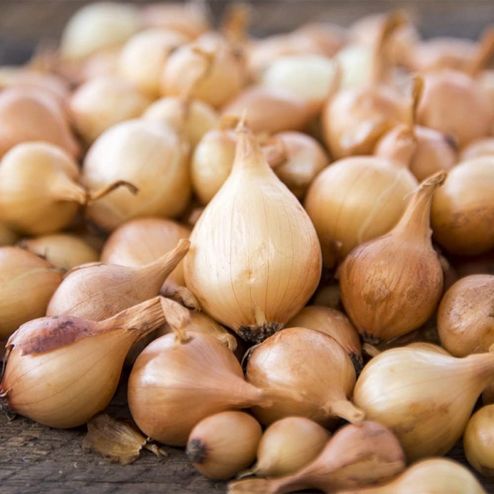 Bulb Sets, Sets, 100 Count, Bulb Sets Onion Yellow Onion Onion to Plant and Grow Onions in Your Home Garden.COOL BEANS