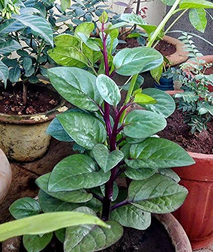 Harley Seeds 30 Malabar Red Stem Spinach Seeds Herb Heirloom Non-GMO Phooi Leaf, Red Vine, Alugbati, Vietnamese, from