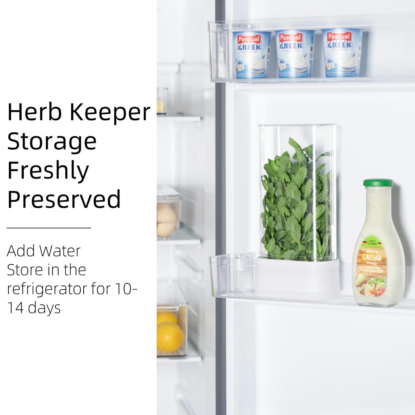 vacane Green Saver Herb Keeper – Refrigerator Storage Container for Cilantro, Asparagus, Fresh Herbs, Dishwasher Safe, Extends Freshness 10 Days – 2 Pack