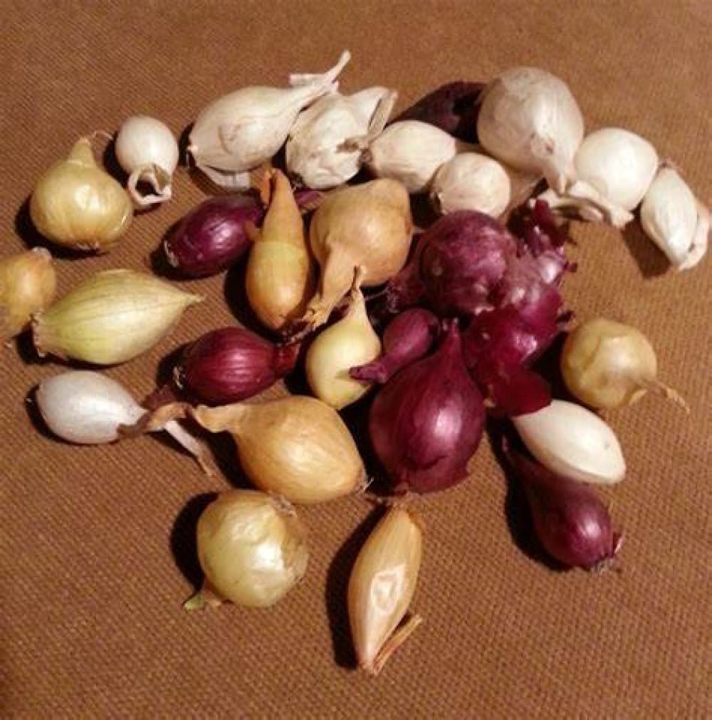 Bulb Sets, Sets, 100 Count, sets, bulb sets Onion Mixed Onion This is a random mix of White,Yellow and Red Onion Onion