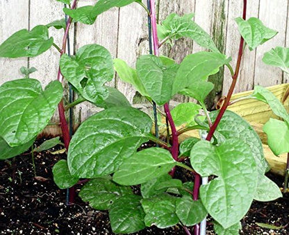 Harley Seeds 30 Malabar Red Stem Spinach Seeds Herb Heirloom Non-GMO Phooi Leaf, Red Vine, Alugbati, Vietnamese, from