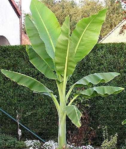 Buy Rare Seeds Ensete 5_Seeds glaucum | Snow Banana |