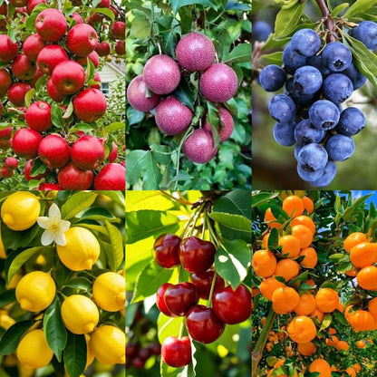 6 Planting-40 &10 40 40 &40 10 Types Mix Fruit Seeds for Lemon Cheery & Orange & Apple Passion Fruit & Blueberry Seeds