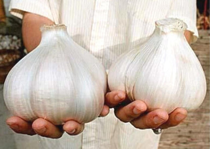 Generic 1 Elephant Garlic Tubers for Fall Planting Outdoors - Pound Garlic - Planting Ornaments Perennial Garden Simple