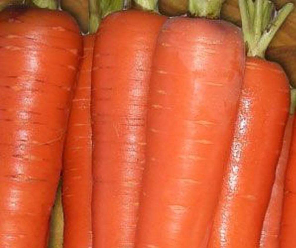 Seed Kingdom (1 Lb Carrot Tendersweet Great Heirloom Vegetable Seeds by Seeds)