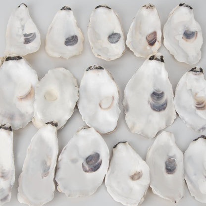 20 PCS Flat Oyster Shells for Crafts 3"-5" Natural Oyster Shells Bulk, for Home Vase Filler, Xmas Ornaments, DIY Arts and Crafts Sea Shells