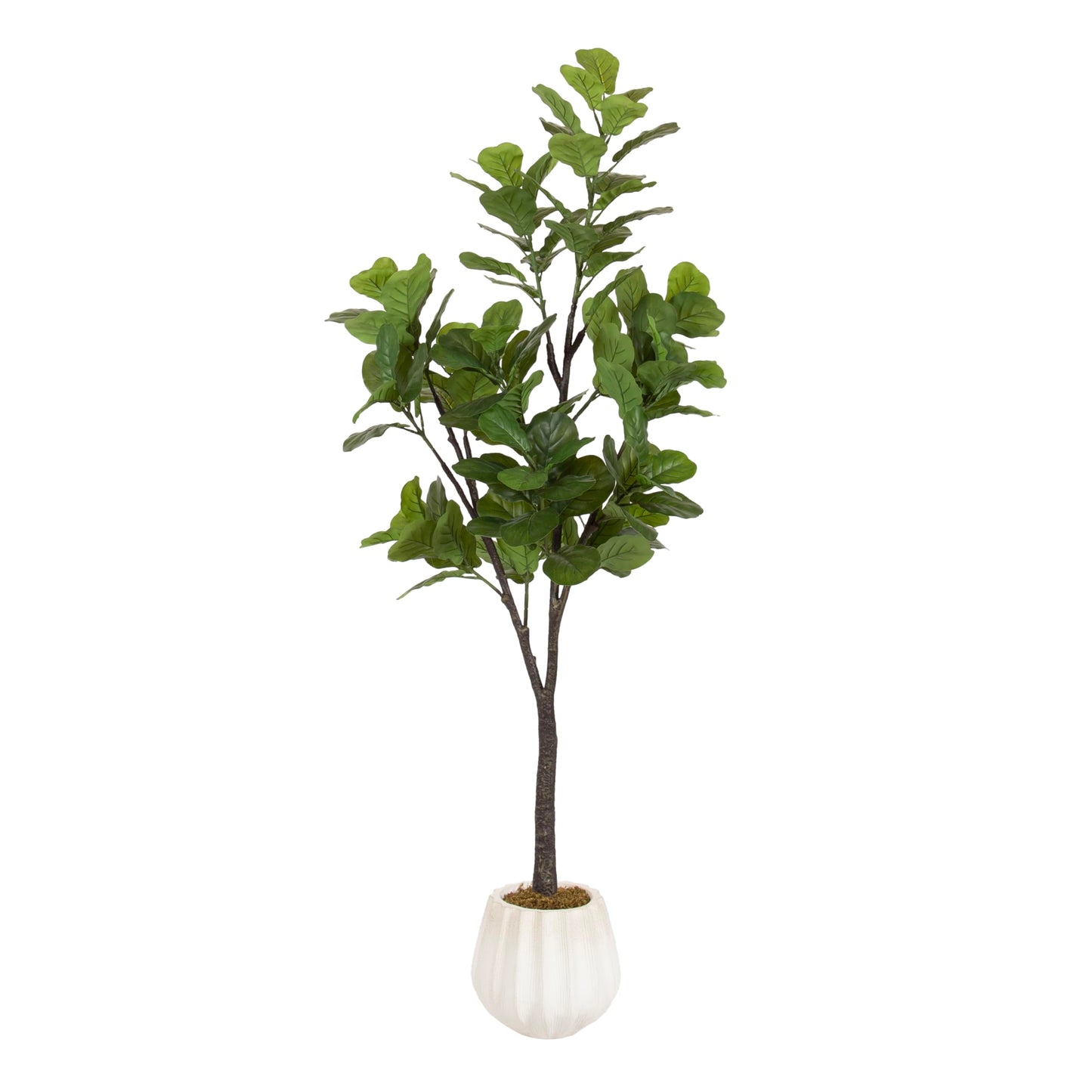 Kate and Laurel Fidmont Faux Fiddle Fig Tree with Claudel Scalloped Planter Pot, 6 FT, White, Potted Artificial Tree Indoor with Realistic Foliage and Added Moss, Fake Plant for Living Room Decor