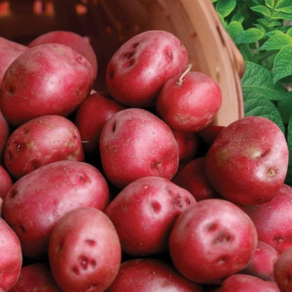 3 2026-1 TomorrowSeeds - Colors Mix Seed Potatoes - USDA Certified for Growers Blue Red Gold Potato Adirondack Pontiac