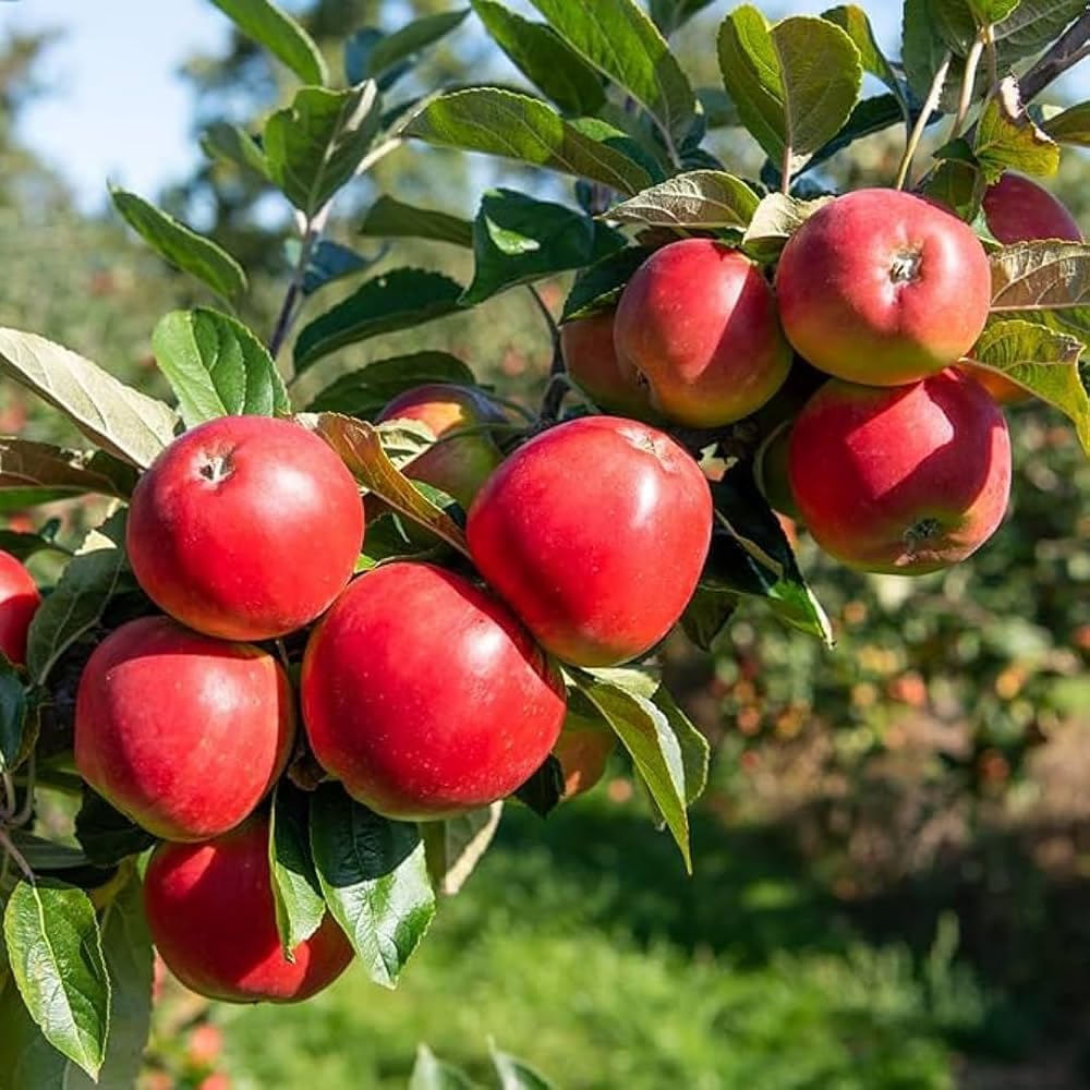6 Outdoor-100 &100 100 10 &10 Mulberry 20 Types Mix Fruit Seeds for Planting Grape Apple & Kiwi & Cherimoya & Cherry