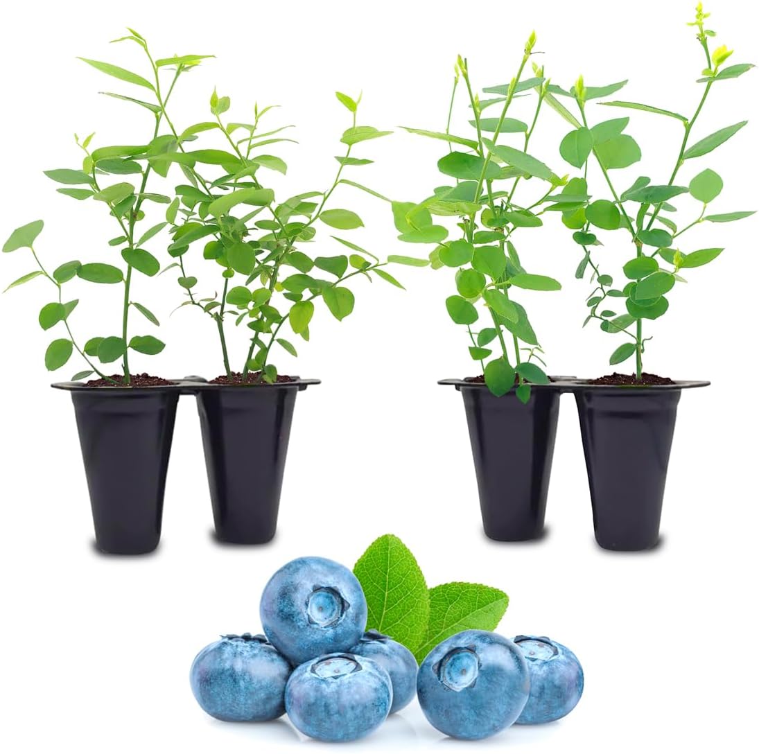 (4 Pack) Blueberry Plant Biloxi Live for Sale | Easy to Grow Plants | Edible Fruit Plant for Sustainable Living | Grow