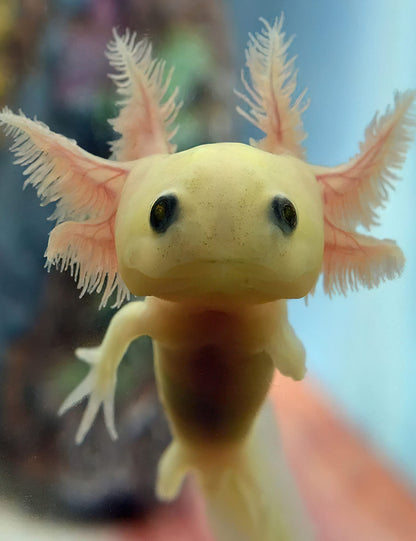 LIANPO Diamond Painting Cute Axolotl DIY 5D Full Drill Kits for Kids Mexican Salamander Paint by Diamonds Adults Round Rhinestone Art Craft Home Decoration 12x16inch White 0 VGT