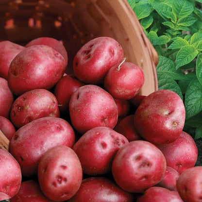 Bulbs 2026-5 TomorrowSeeds - Pontiac Red Seed Potatoes - USDA Certified for Growers Size B NonGMO Potato Tubers Growing