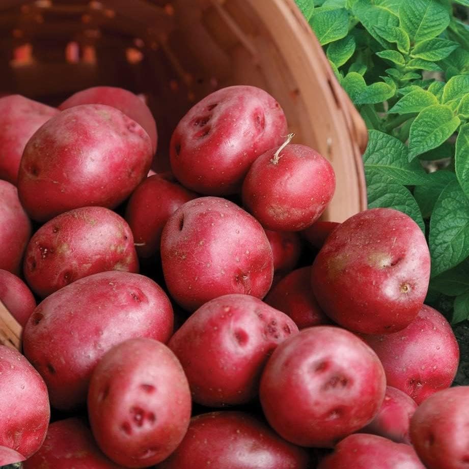 Bulbs 2026-2 TomorrowSeeds - Pontiac Red Seed Potatoes - USDA Certified for Growers Size B NonGMO Potato Tubers Growing