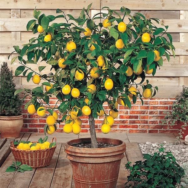 [2 Gardenera's Award-Winning Lemon Tree Soil Mix: The Ideal Choice for Healthy, Productive Citrus Trees - Quart Bag]