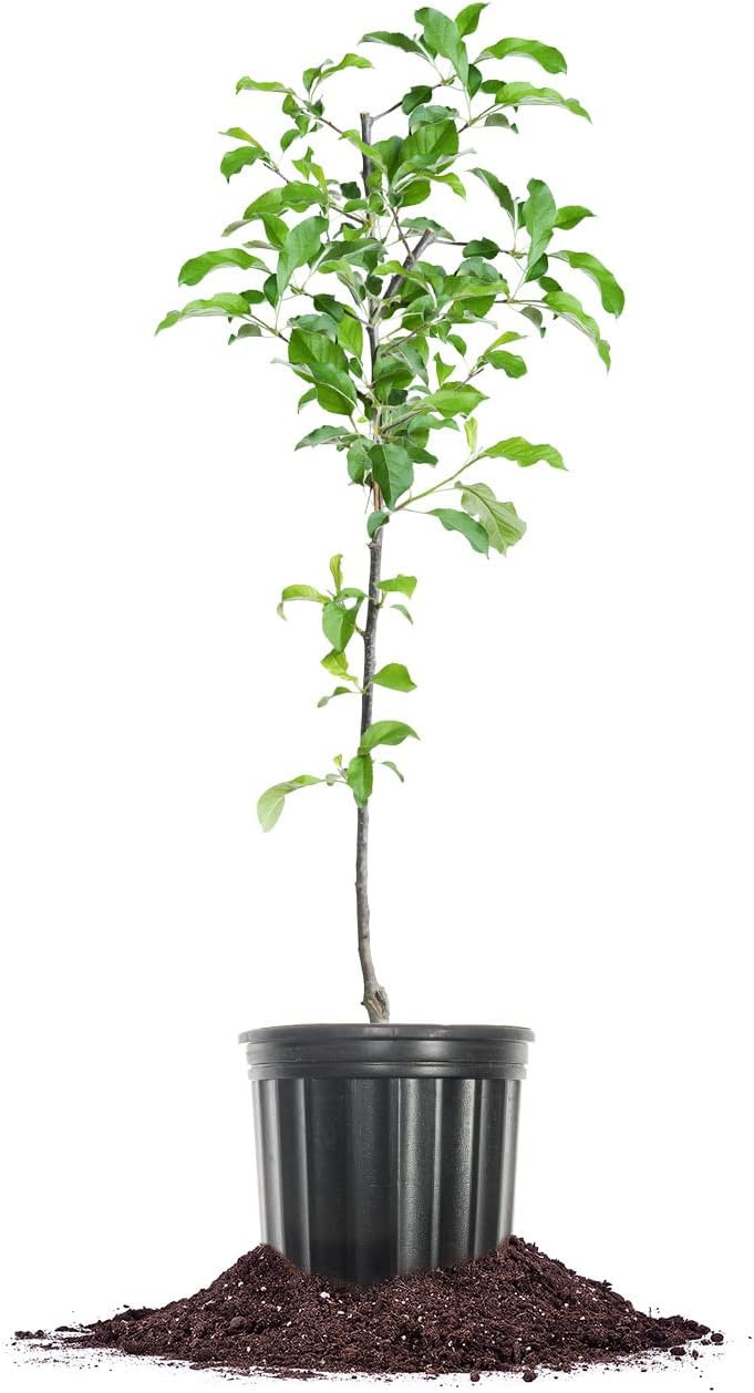 1 Perfect Plants Gala Apple Tree Gallon | Live Fruit Trees for Outdoor Planting | Fresh Apples for Eating, Canning