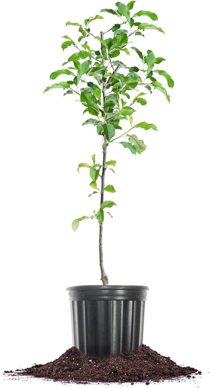 1 Perfect Plants Gala Apple Tree Gallon | Live Fruit Trees for Outdoor Planting | Fresh Apples for Eating, Canning