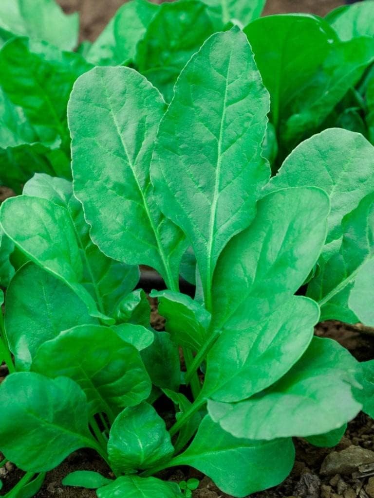 (1 Lb) Dirt Goddess Super Seeds Bloomsdale Spinach Seeds Non GMO Bulk Heirloom Open Pollinated