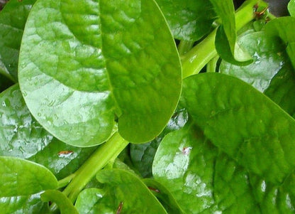 Unknown (50 Pack) Malabar Spinach Green Stem Variety - Seed Leafy Green Spinach - Non-GMO - Open Pollinated Seeds