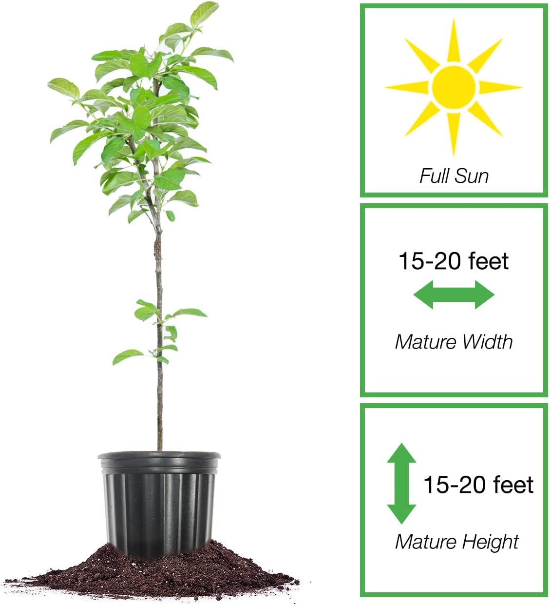 1 Perfect Plants Golden Delicious Apple Tree Gallon | Live Fruit Trees for Outdoor Planting | Self Fertile & Easy