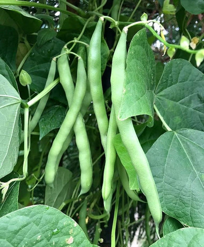 Generic 25+ 7 Blue Lake Pole Bean Seeds for Planting Heirloom Non GMO Grams Garden Vegetable Bulk Survival Hominy