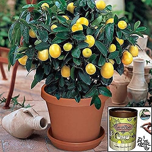 100 EarthPods Organic Fruit Tree & Citrus Fertilizer Spikes Plant Food Capsules - Made in USA