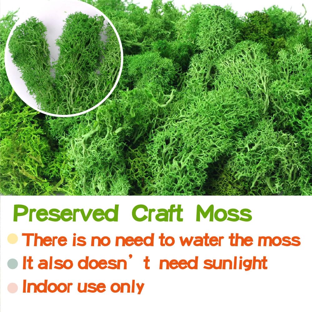 Preserved Reindeer Craft Moss-17.6oz Natural Green DIY Kit Gardenning Art Wall Florist Moss Terrariums Gardenning Decor Landscape Garden Decor(Leaf Green 17.6 OZ)