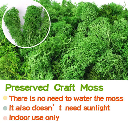 Preserved Reindeer Craft Moss-17.6oz Natural Green DIY Kit Gardenning Art Wall Florist Moss Terrariums Gardenning Decor Landscape Garden Decor(Leaf Green 17.6 OZ)