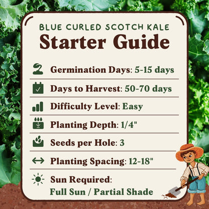 Packet Seedboy Organic Kale Seeds for Planting Indoor and Outdoor, Non-GMO and USDA Certified Vegetable Seed