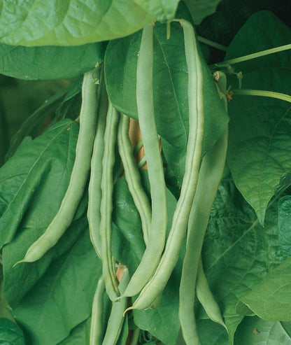 2 Burpee 'Kentucky Wonder' Pole Bean Seeds, ounces of Non-GMO Seed, Heirloom