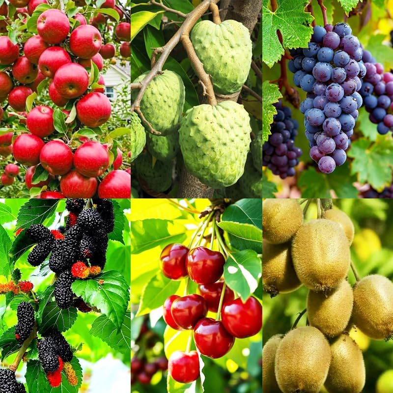 6 Outdoor-100 &100 100 10 &10 Mulberry 20 Types Mix Fruit Seeds for Planting Grape Apple & Kiwi & Cherimoya & Cherry