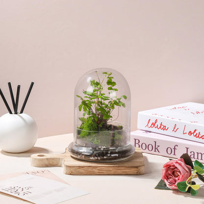 WHJY 6 inches Glass Cloche for Indoor Plants Small Terrarium Glass Cloche with Base Mini Cloche Dome with Base for Display Home Decor