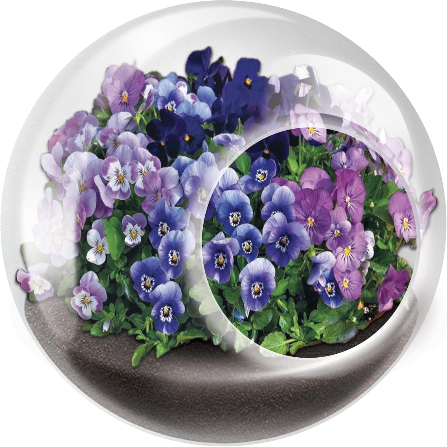 Unique Gardener Tiny Terrarium Plant Seeds 6 Variety Pack, DIY Indoor Succulents and Live Plants for Home or Garden Planting, Assorted Flowering Pack