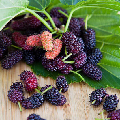 6 Outdoor-100 &100 100 10 &10 Mulberry 20 Types Mix Fruit Seeds for Planting Grape Apple & Kiwi & Cherimoya & Cherry