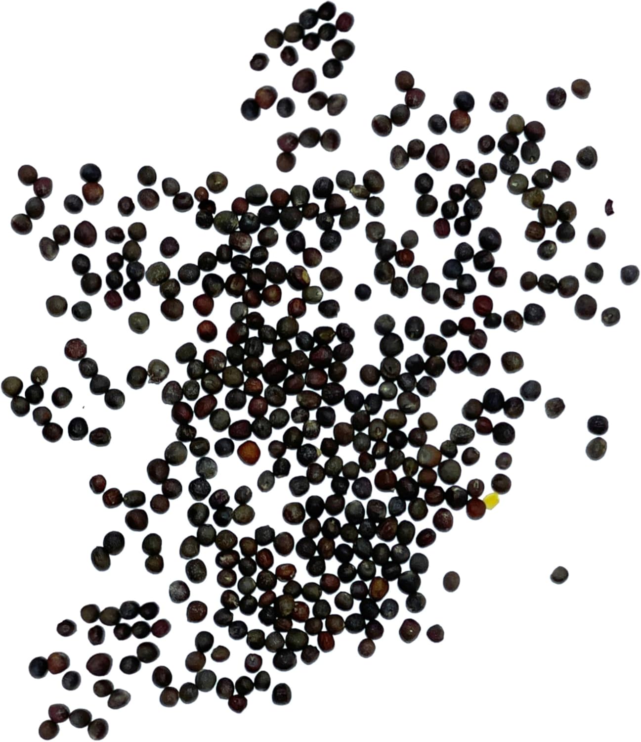 (1 Pack) Seed Needs Cauliflower Seeds for Planting Romanesco Broccoli/Cauliflowers - Non-GMO Heirloom & Untreated