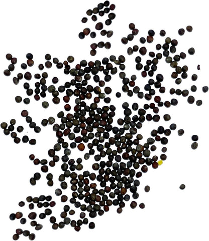 (1 Pack) Seed Needs Cauliflower Seeds for Planting Romanesco Broccoli/Cauliflowers - Non-GMO Heirloom & Untreated