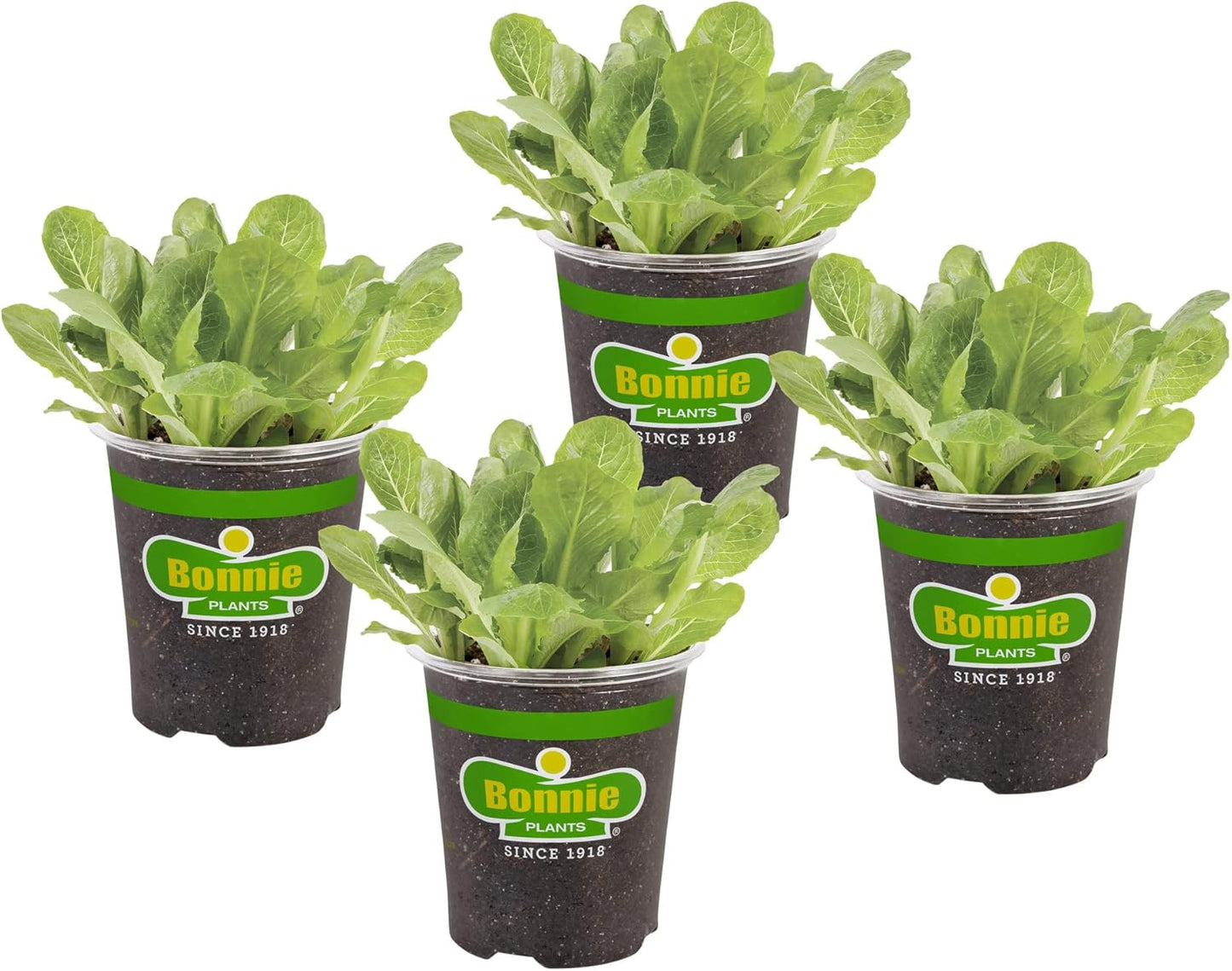 19.3 oz. 4-pack Bonnie Plants Green Romaine Lettuce