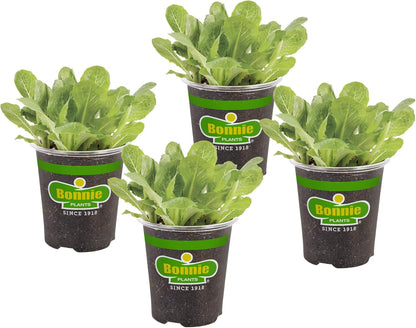 19.3 oz. 4-pack Bonnie Plants Green Romaine Lettuce