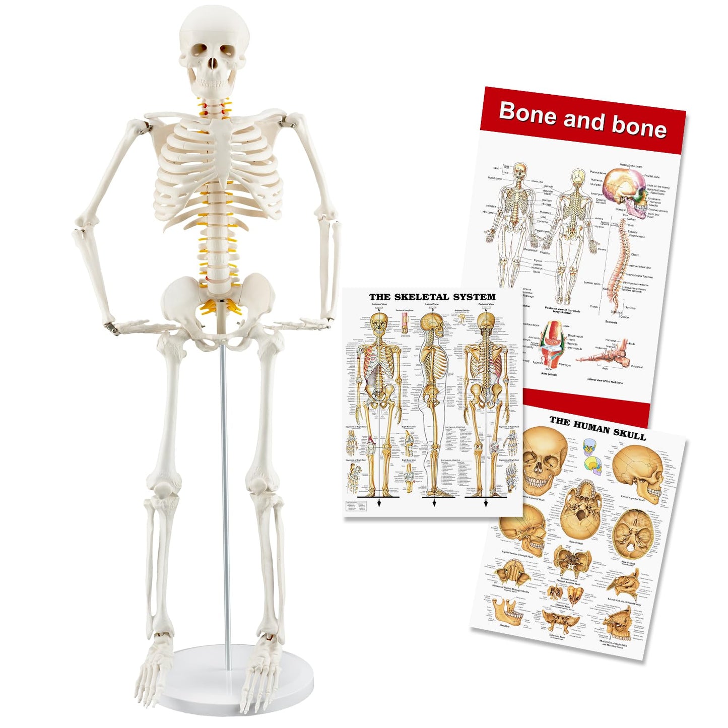 TYRRDE 33.4-Inch Human Skeleton Model – Mini Skeleton Anatomy Model with Nerves, Removable Arms & Legs, Scientific Study Painted Skeleton Model for Clear, Realistic Details with Display Base (Beige)